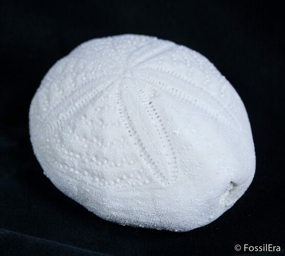 Fossil Sea Urchin From Florida - Lab Prepared #2082